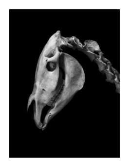 Patrick Gries — EvolutionEditions Xavier Barral