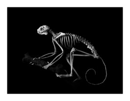 Patrick Gries — EvolutionEditions Xavier Barral
