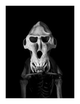 Patrick Gries — EvolutionEditions Xavier Barral