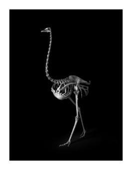 Patrick Gries — EvolutionEditions Xavier Barral