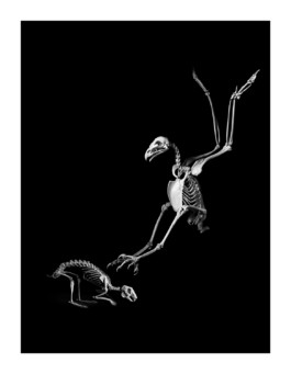 Patrick Gries — EvolutionEditions Xavier Barral