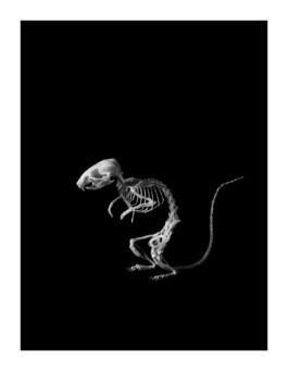 Patrick Gries — EvolutionEditions Xavier Barral