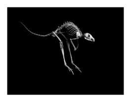 Evolution　Patrick Gries　スカル・アート Patrick Gries — EvolutionEditions Xavier Barral